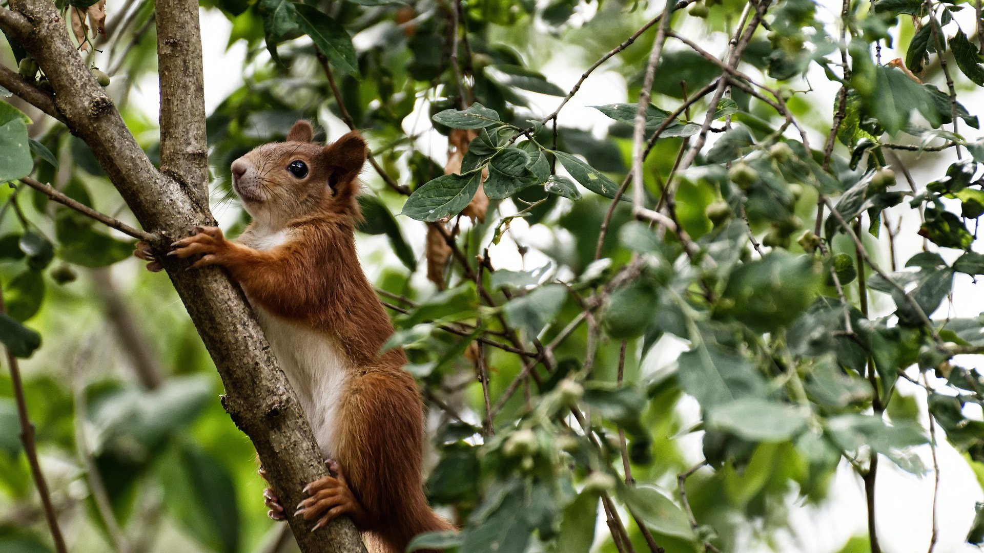 开云体育登录-双面灵魂的加冕礼，当英格兰的佛罗伦萨之子在奥运生死战扼杀亚平宁曙光