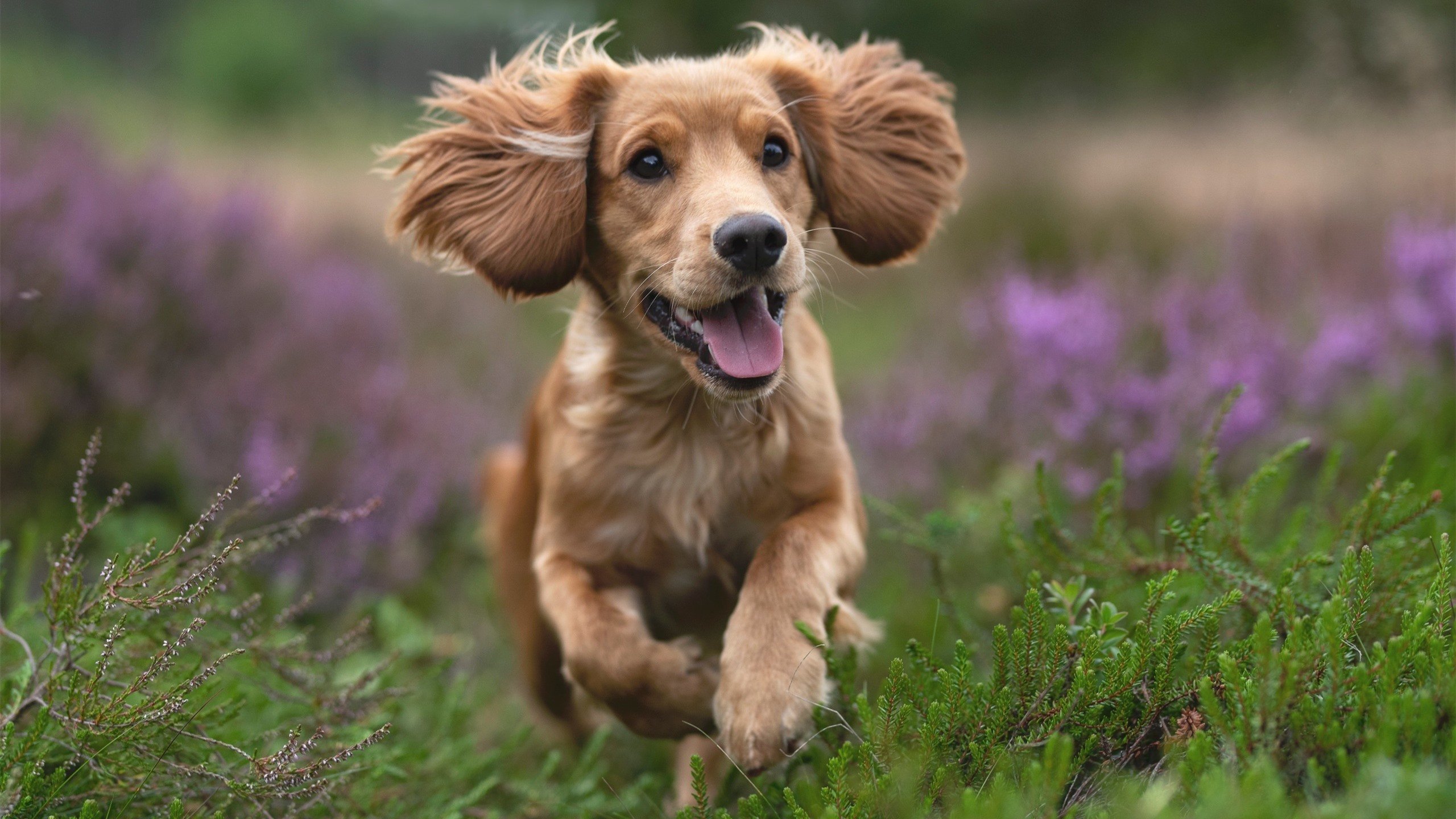 钢铁森林与破局者，当雄鹿的铁血防守，遇上约基奇的万能钥匙