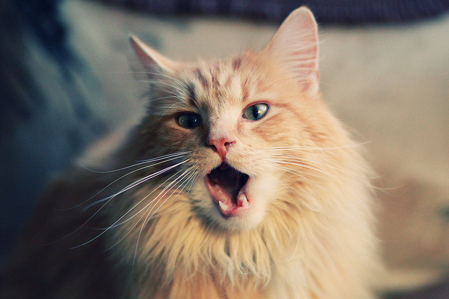 开云sport-佩德里冷雨夜定乾坤！威尔士险胜安哥拉的背后故事