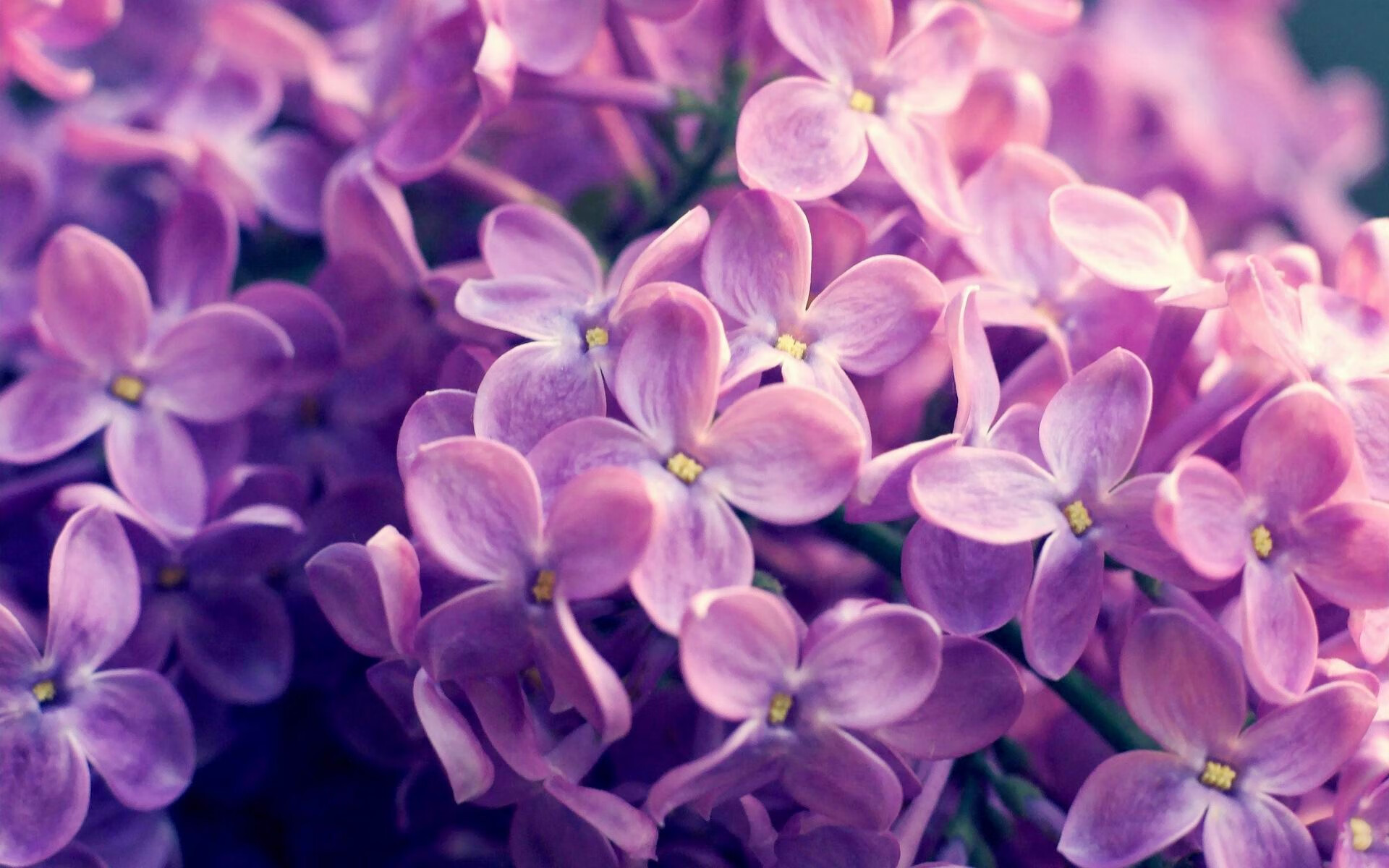 开云体育-绝境中的红白闪电，卡拉斯科一锤定音，马竞生死战险胜玻利维亚高地之魔