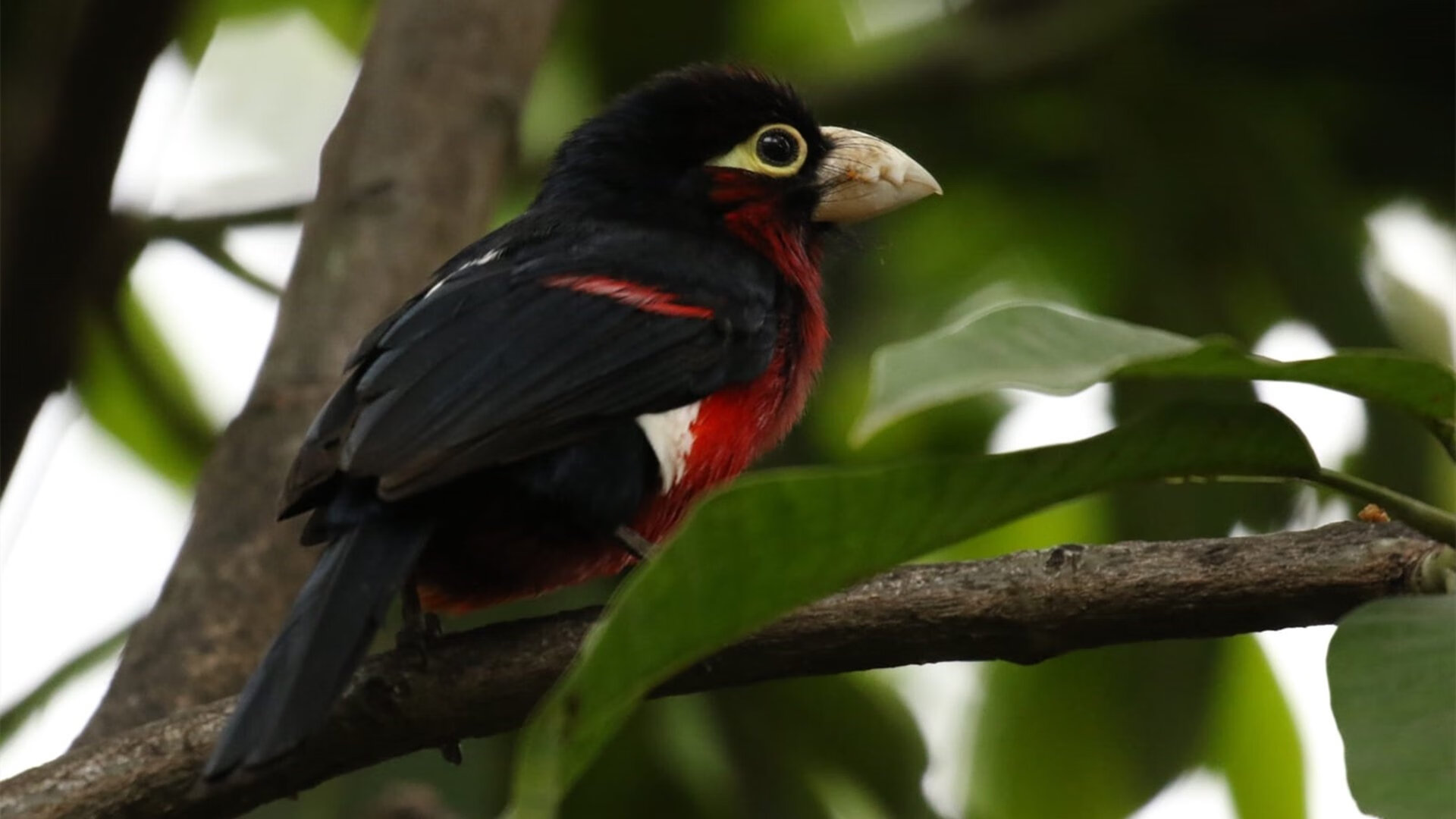 逆袭主宰时刻,从NBA关键战到英超争冠夜的救世主