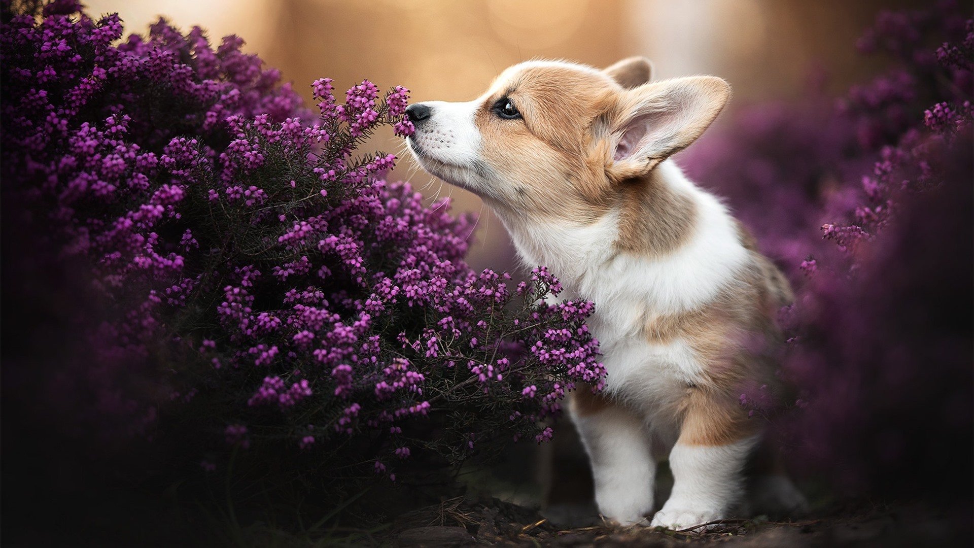 封神之夜,班凯罗生涯新高,篮网惊天逆转鹈鹕