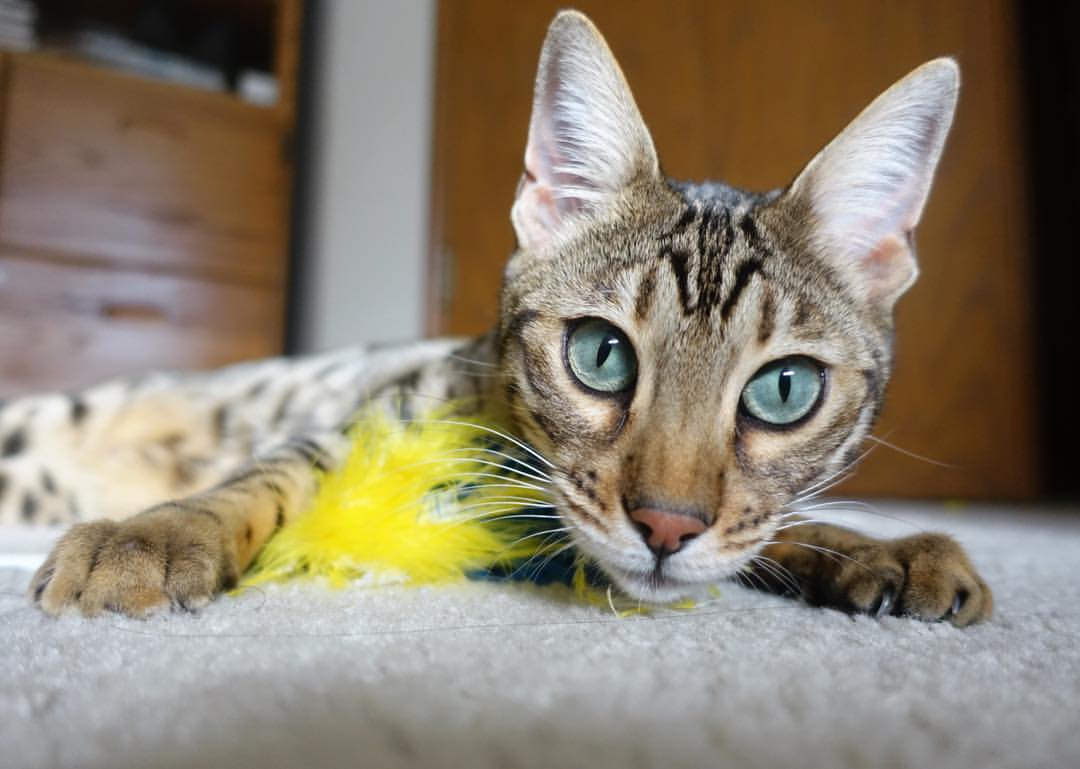 足球的防守密码,富安健洋之矛与那不勒斯之盾