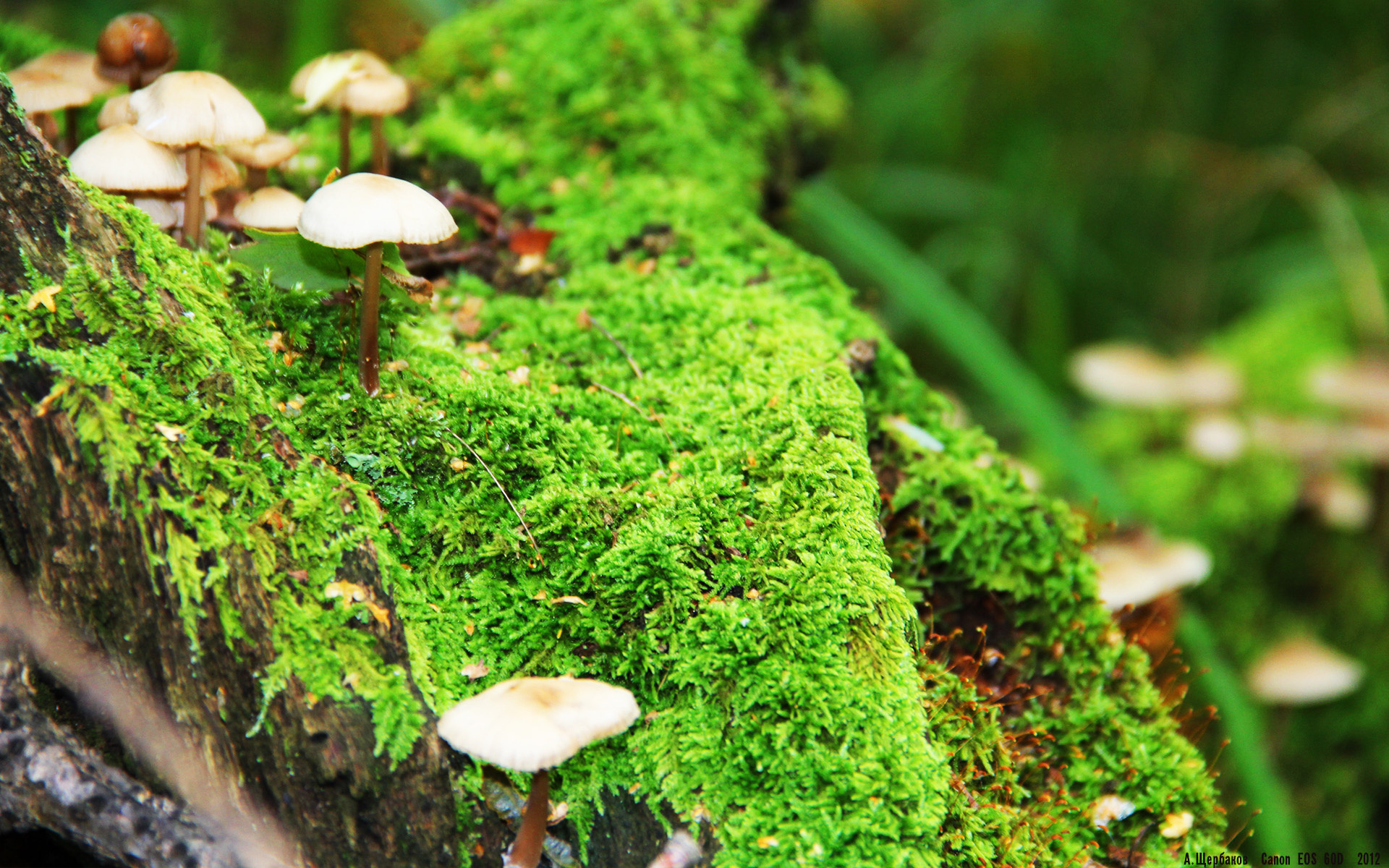 双面足球纪元，沙特黄金梦与本泽马的黄昏之战