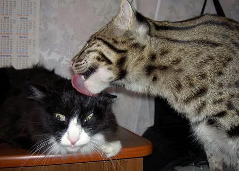 三双定乾坤!西亚卡姆证明巨星价值引领鹈鹕屠牛