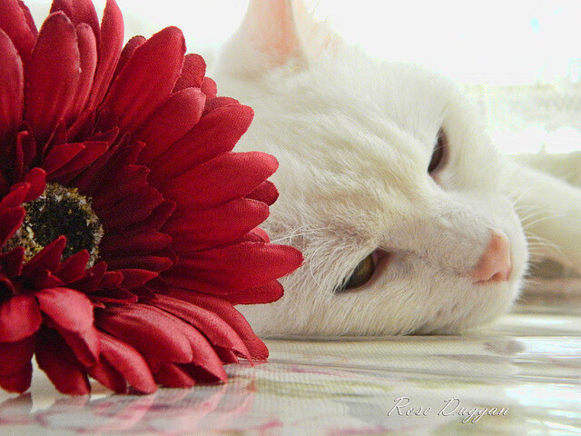 赛道与绿茵的交响，F1街道赛焦点战与巴萨强势晋级里昂的双重狂飙