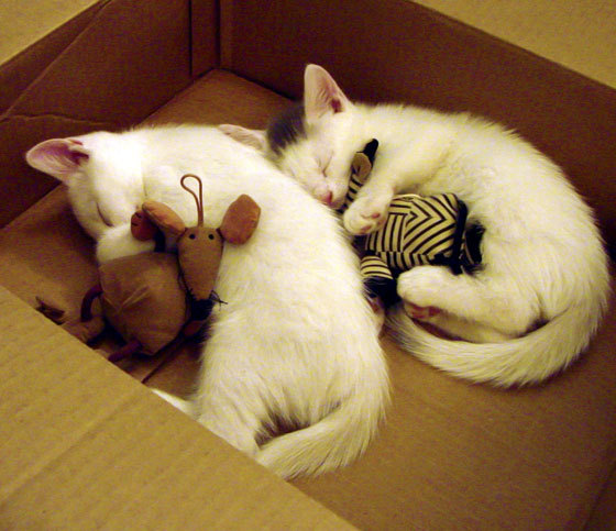 冷门与门神，从洪都拉斯惊天翻盘，到库尔图瓦在巅峰对决中正名