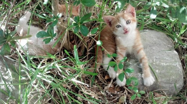 开云体育在线-伊拉克黄金一代崛起！友谊赛全面压制玻利维亚，归化前锋加克波2射1传堪称完美