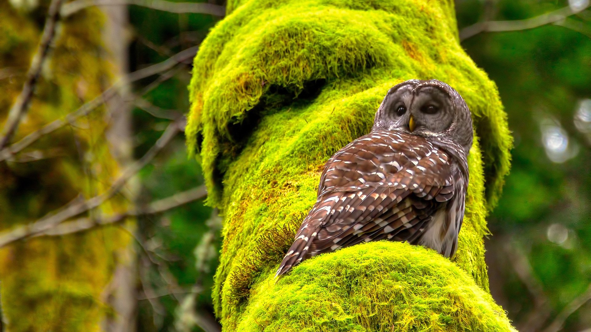 开云体育-太平洋的秩序，当樱花风暴席卷冰火岛，阿圭罗定义攻防美学