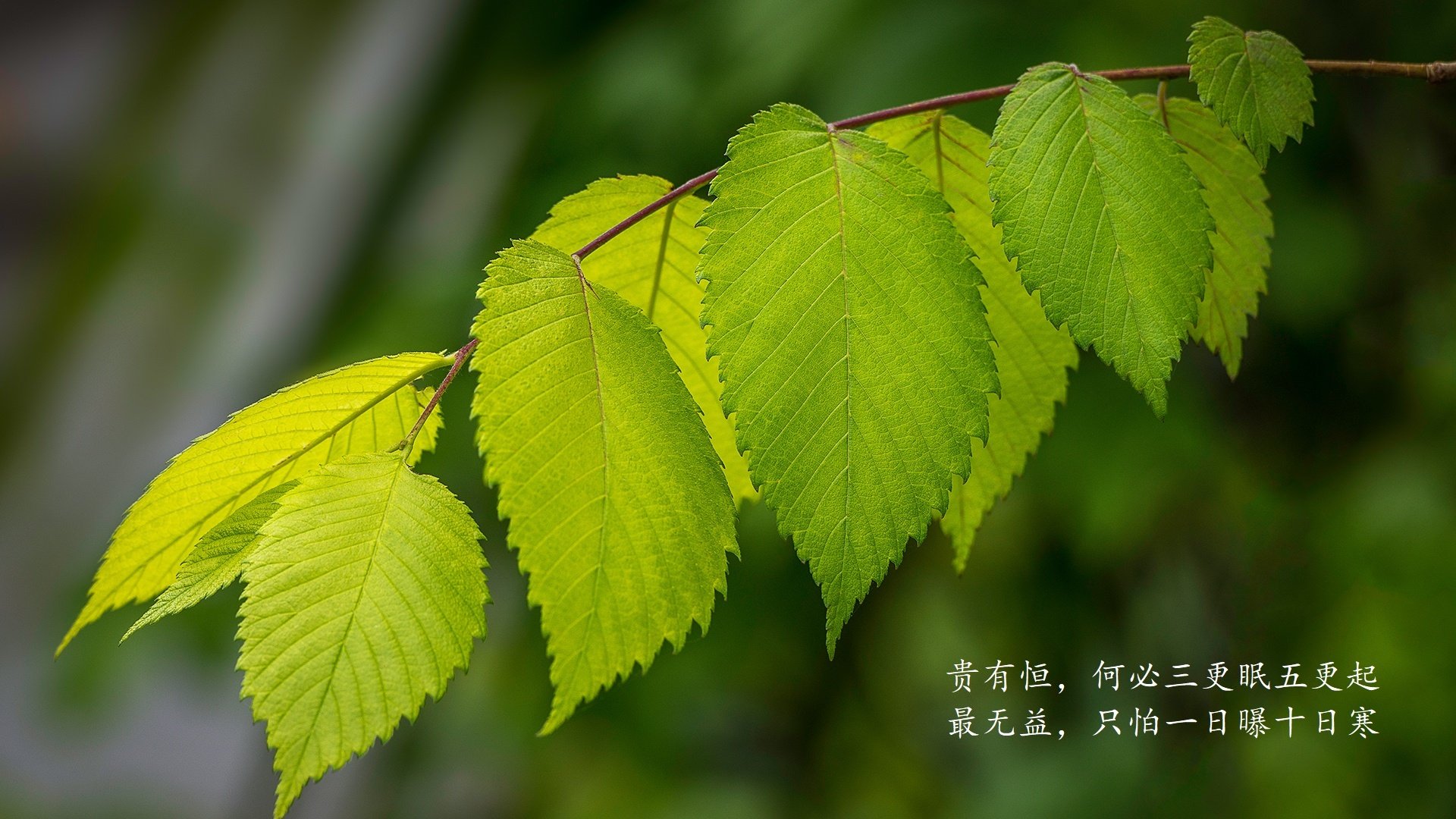 摩洛哥绝杀伊拉克，维尼修斯致命一击！2026世界杯历史重演，防守铸就辉煌