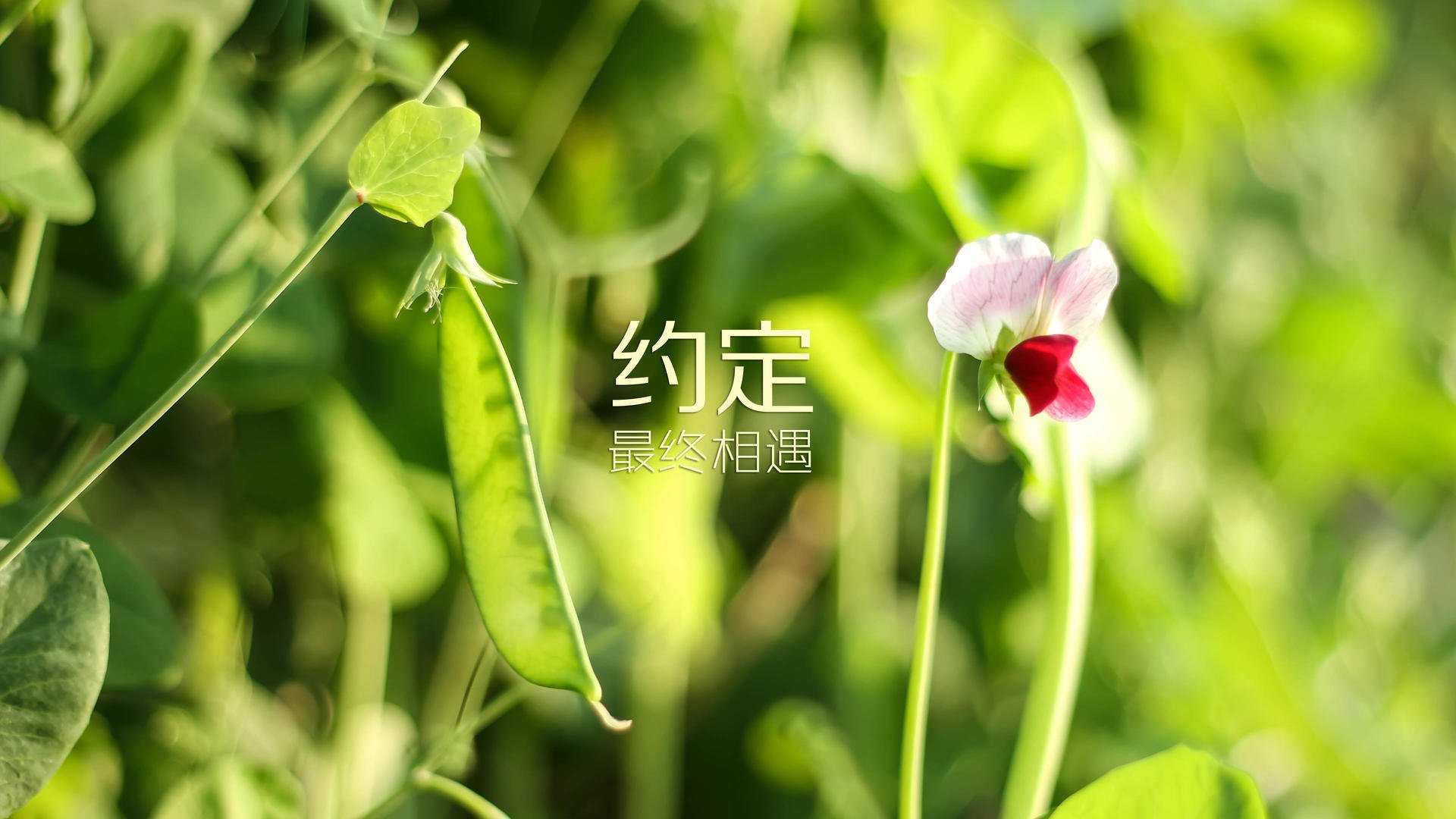 冷冽的匕首，巴雷拉如何在布达佩斯的寒夜中为智利刻下永恒烙印