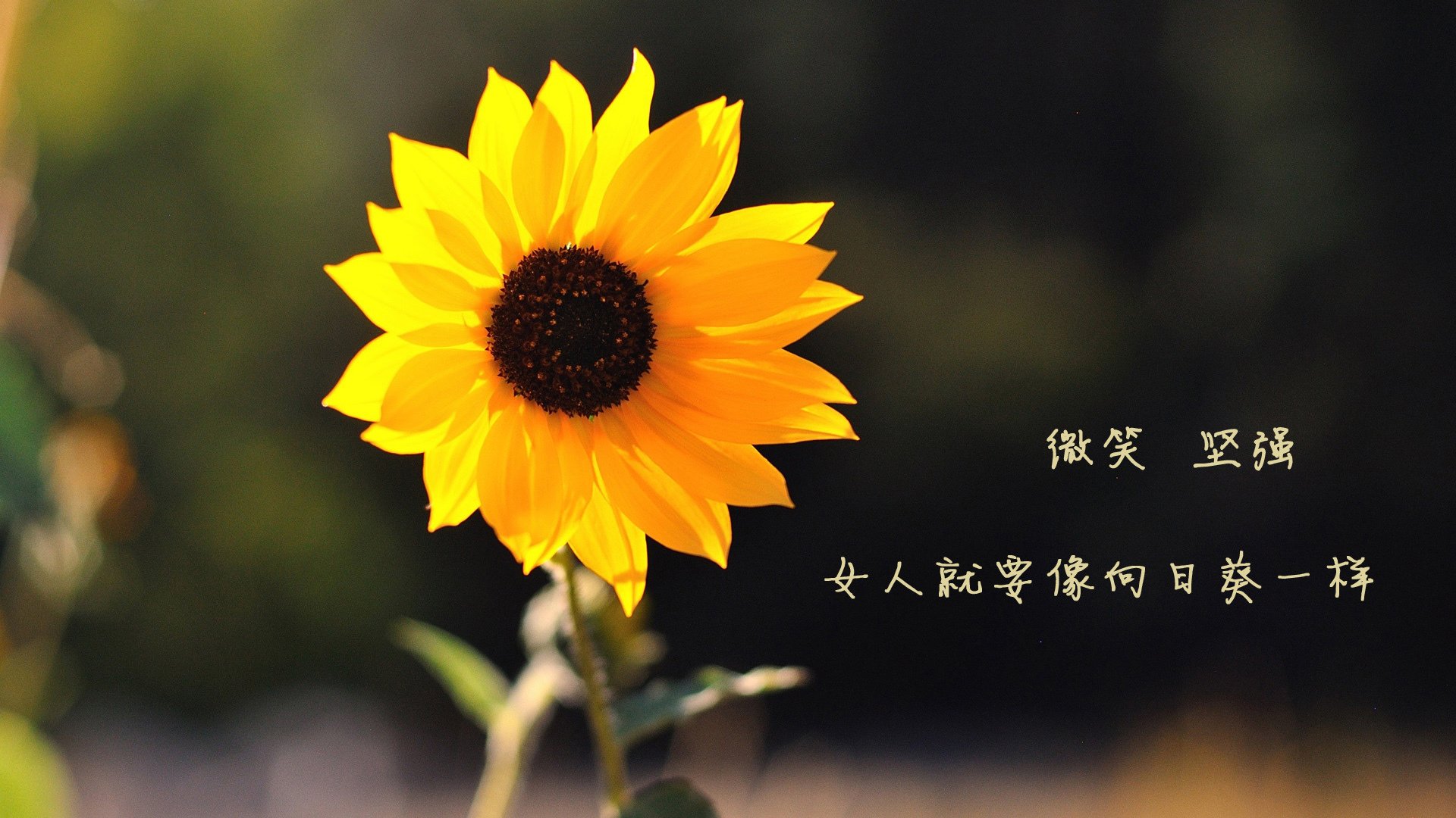蓝衣铁壁下的致命一击，努涅斯一剑封喉，意大利险胜伊拉克，2026世界杯A组演尽极致攻防
